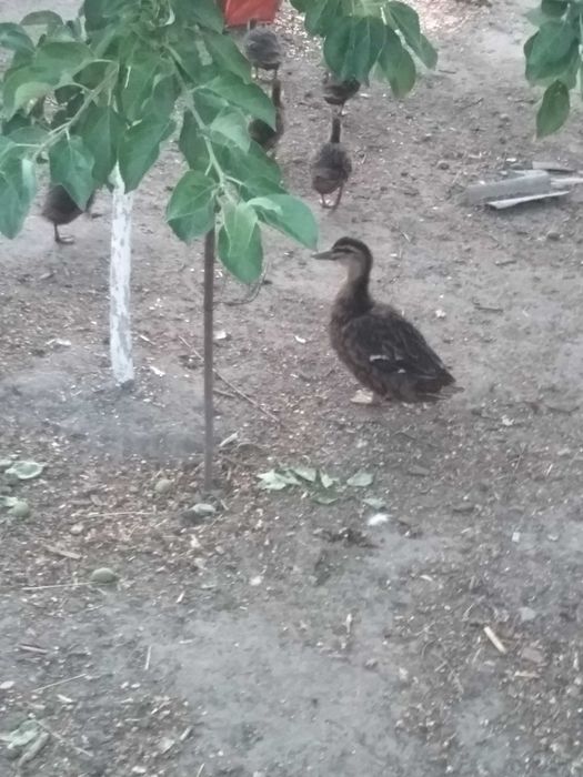 Продам качок Кряква