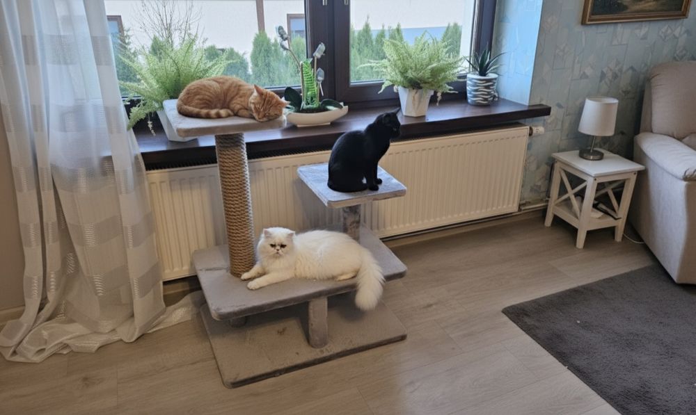 Duży stabilny drapaka dla kota.