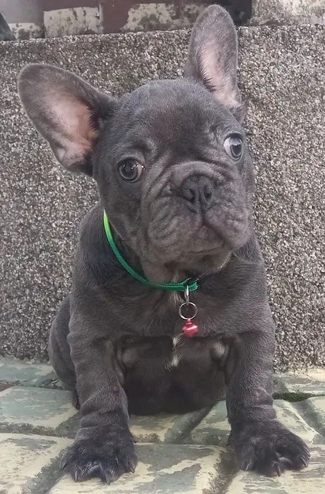 Дівчинка француз, колір голубий