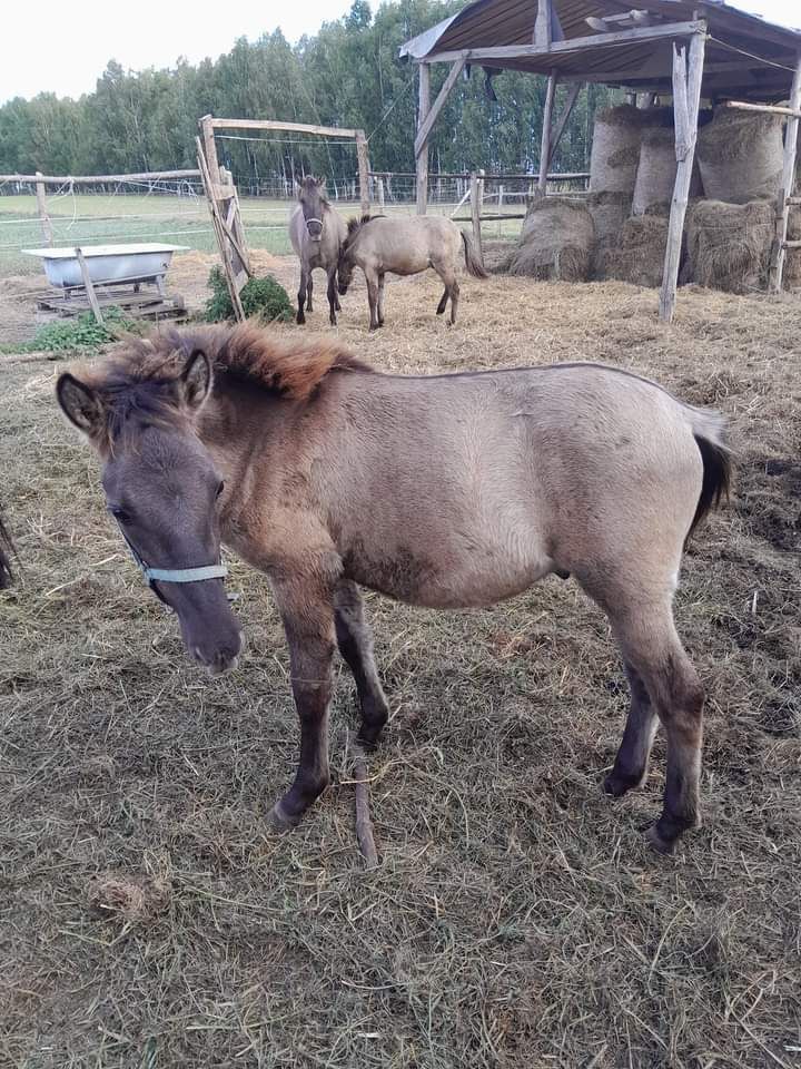 Sprzedam  Konie Polskie