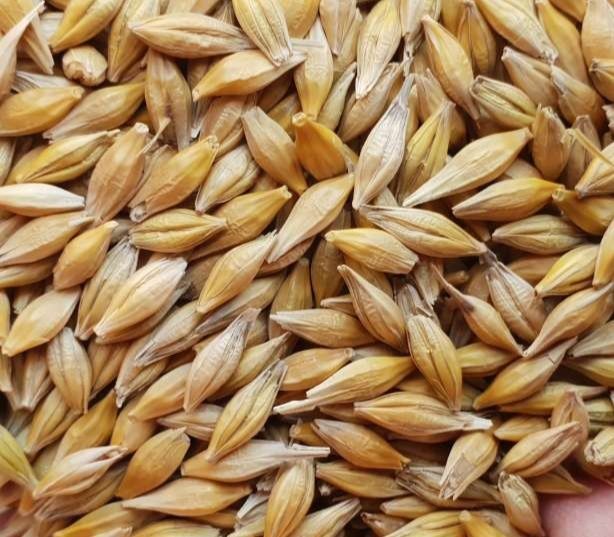 Пшениця Ячмінь Овес