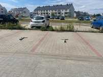 miejsce parkingowe