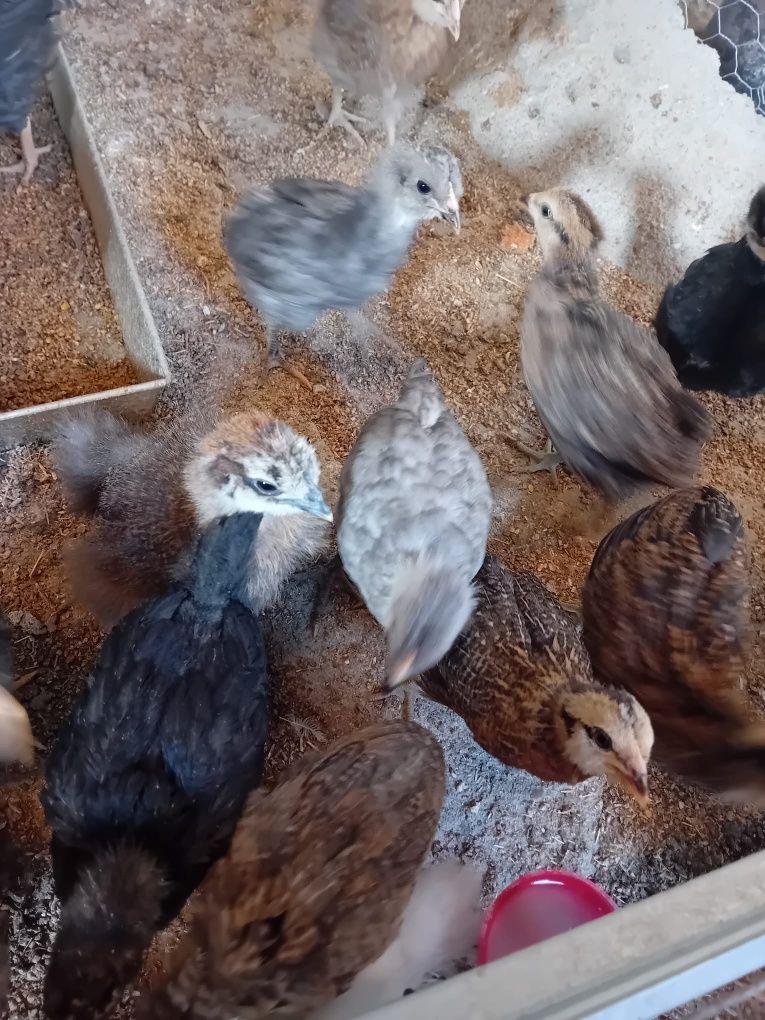 Kura kury aracuany naturalne ekologiczne araucany pisklaki araucany ku