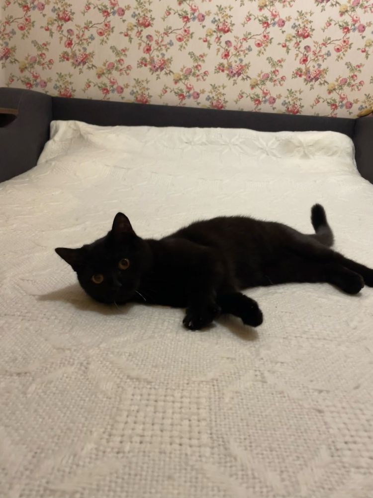 Котик в добрі руки