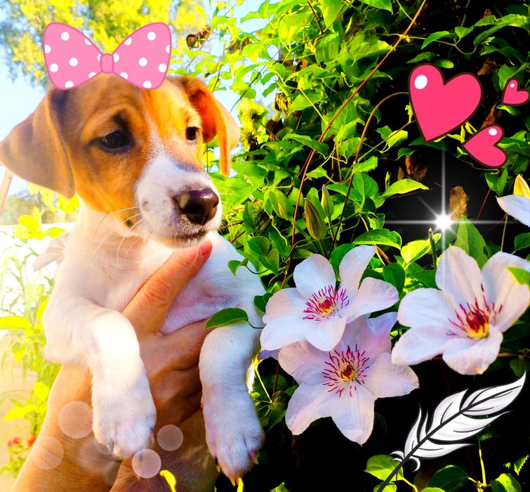 Чудова дівчинка шукає свій дім!