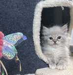 Ragdoll - piekny kot Teddy - lynx - rodowód FPL