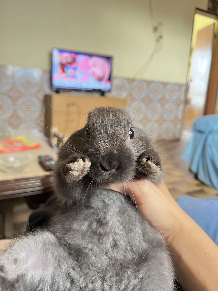 coelhos domesticados