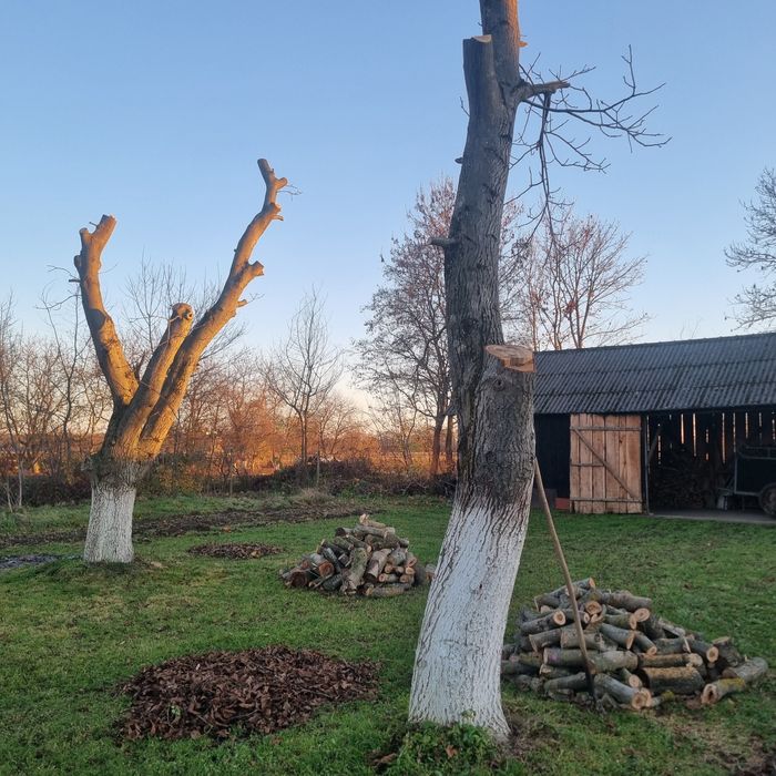 Orzech Drzewo w Klocku