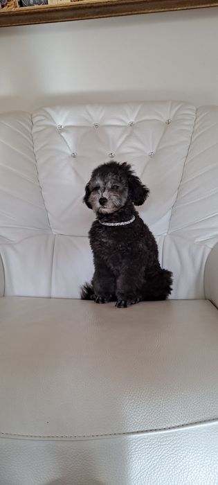 Pudel toy srebrny szary chłopiec z badaniami