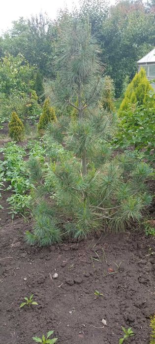 Продам Гималайскую сосну ,туи