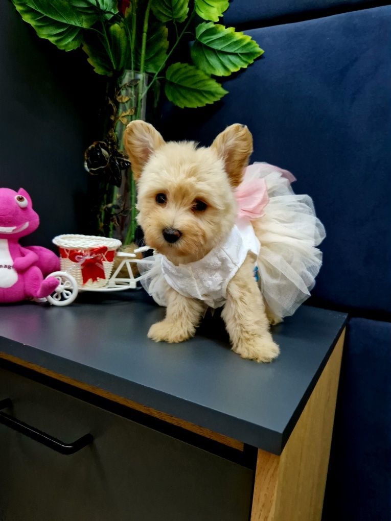 Pudel toy west highland white terrier szczeniaczki  Westiepoo