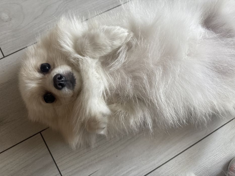 Собака шпиц с документами