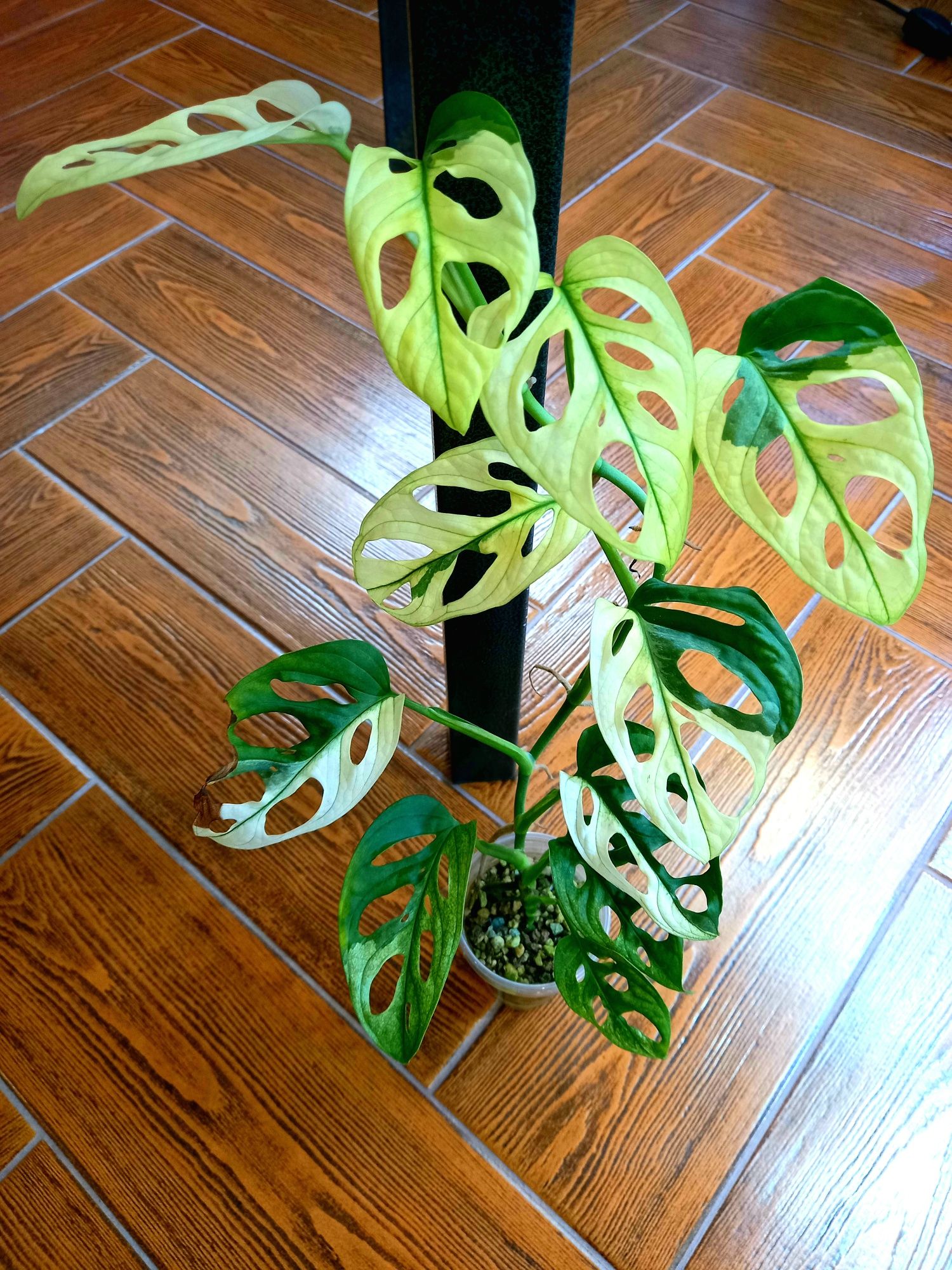 Monstera Adansonii Mint , Variegata , roślina kol.