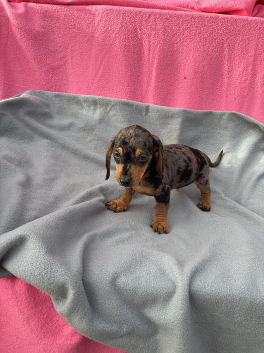 Teckel macho miniatura