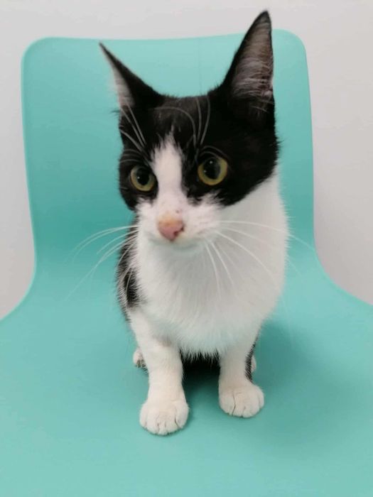 Proludzka, miziasta kotka czeka niecierpliwie na dom!!