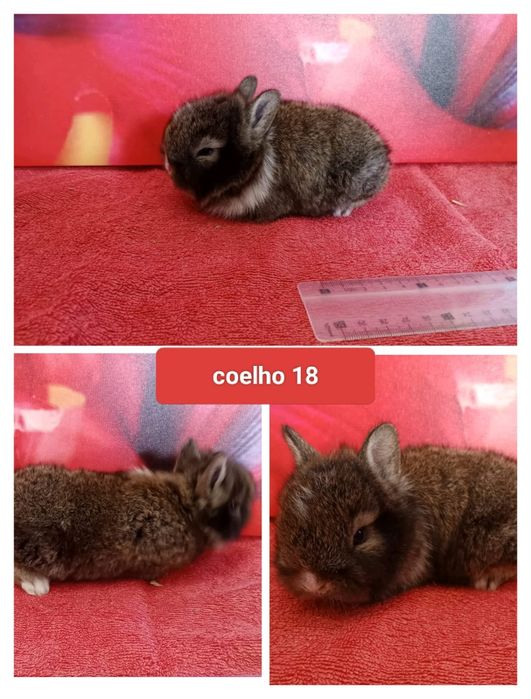 Entrega de coelhos anões no Entroncamento