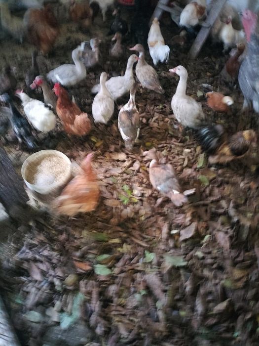 Kaczki kaczory piżmowe francuskie młode