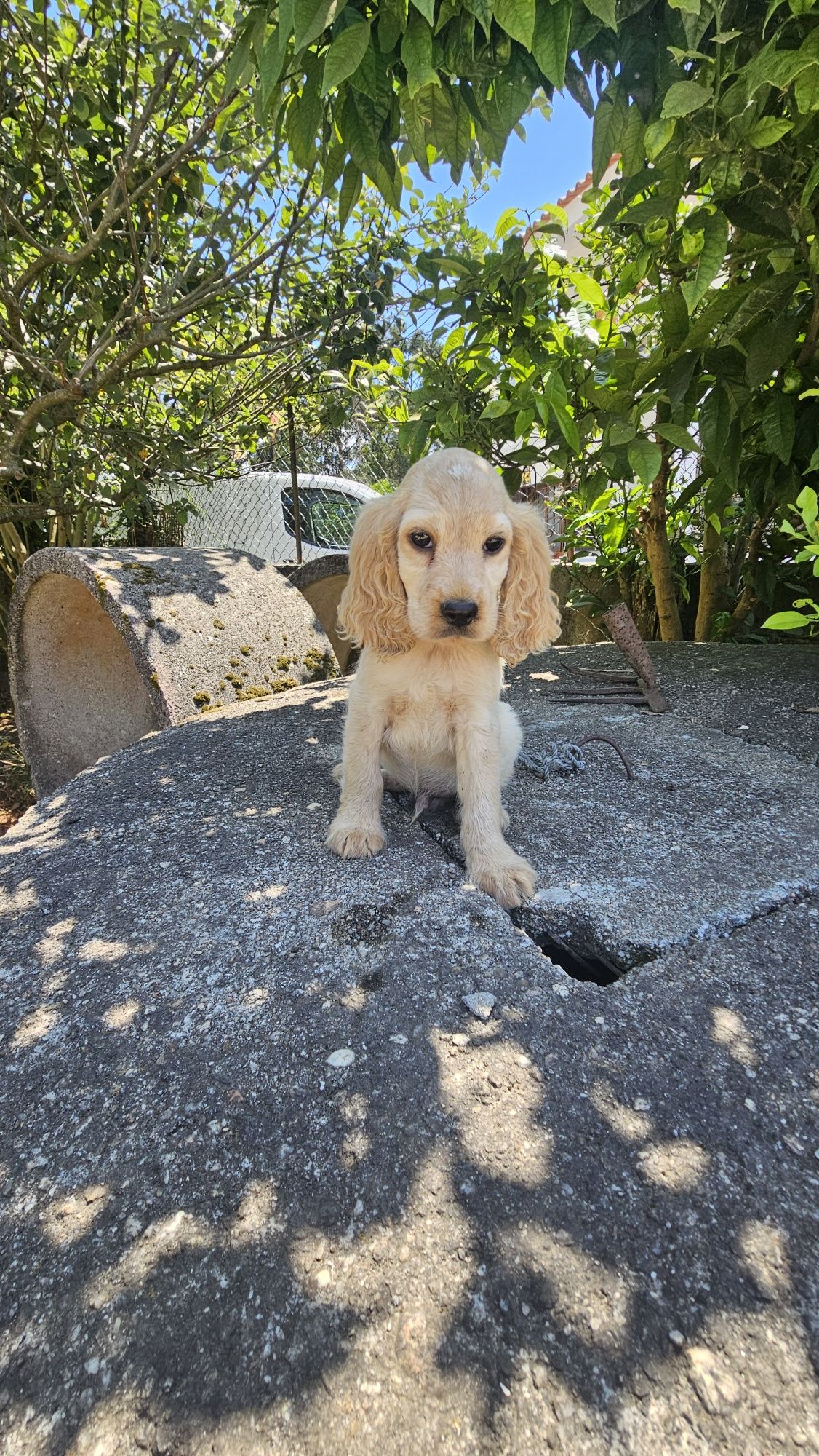 Coocker spaniel Macho
