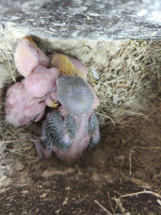 Agapórnis roseicolis para criar a mão.