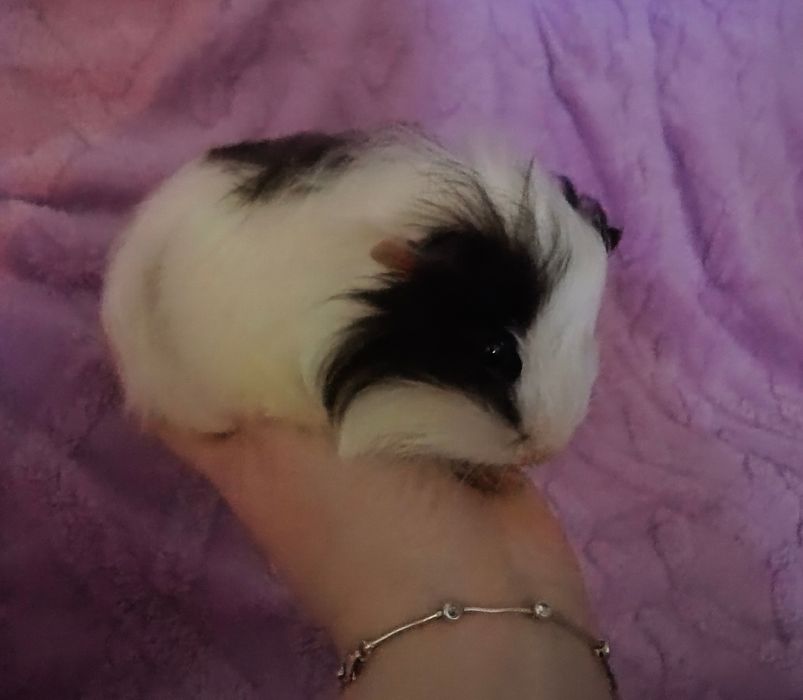 Świnki morskie rozetki młode