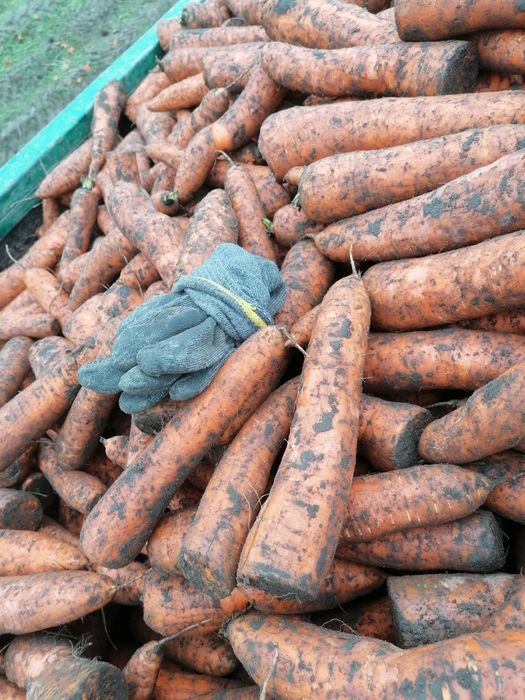 Sprzedam marchew na pasze na przemysl dla zwierząt