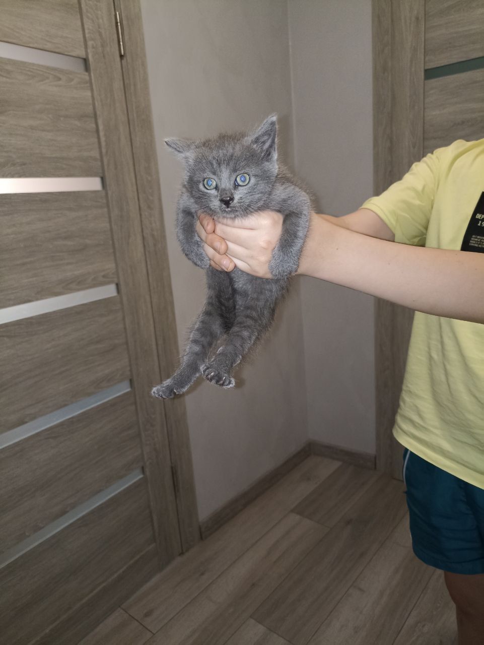 Отдам котят в хорошие руки