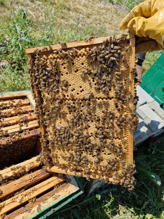 Przezimowane rodziny pszczele