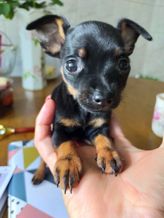 Pinczer miniaturka rasowa z pełną dokumentacją