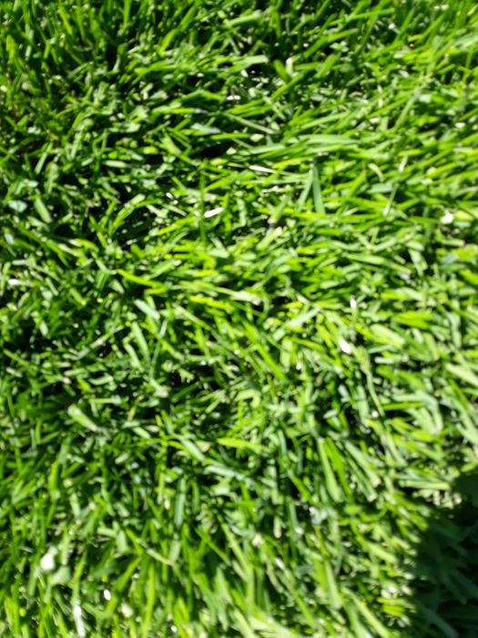 Trawa z rolki  z folii darń trawnik