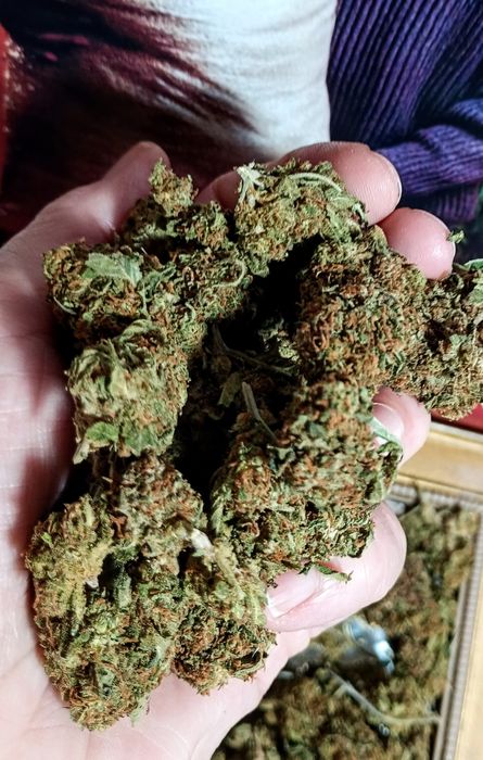 10g ROYAL SKYWALKER Susz Roślinny cbt cbl cbc odlot! Działa! Promocja!