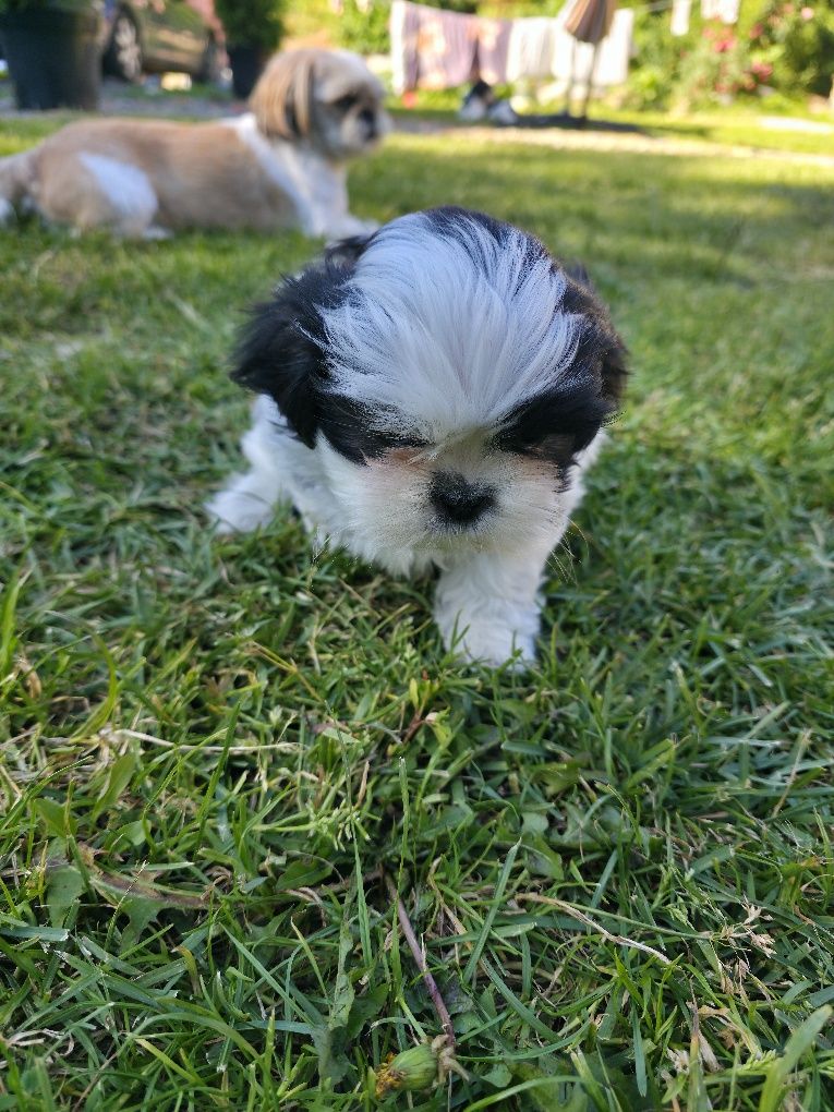 Sprzedam Pieska shih tzu