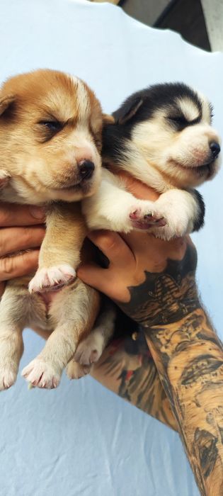 Вільні , креативні - продам