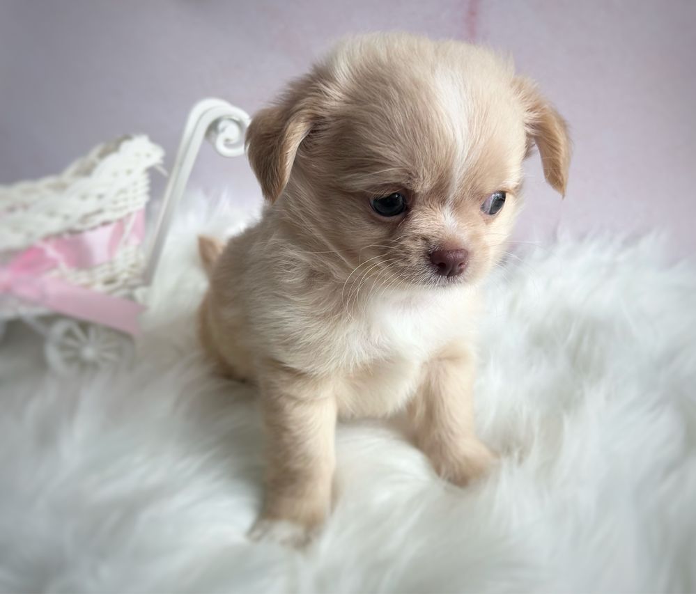 ***ZAREZERWOWANY Długowłosy cudny maluszek chihuahua***