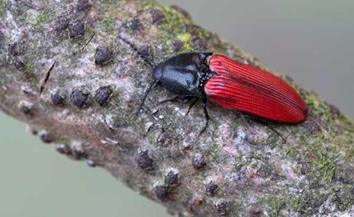 Sprężyk sosnowy (Ampedus sanguineus)