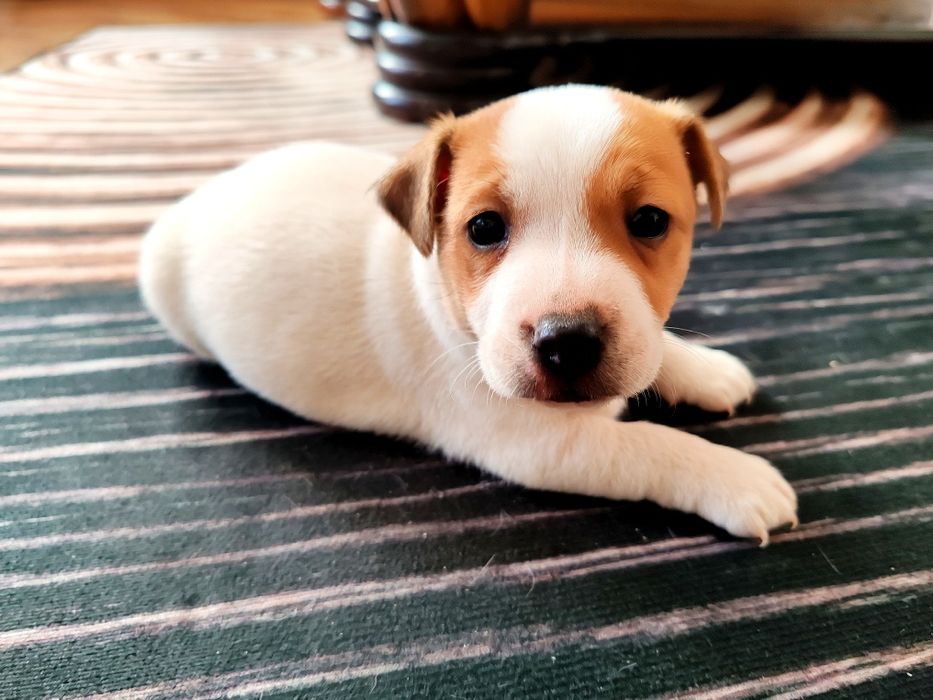 Jack Rusell Terrier szczeniak suczka