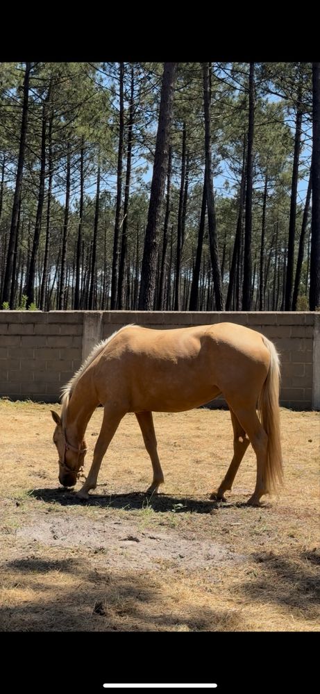 Égua Palomina 4 anos