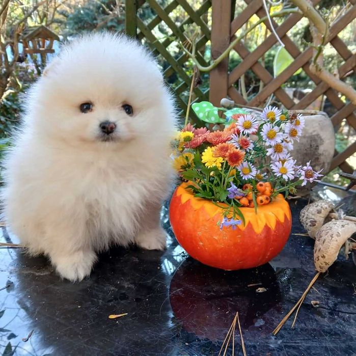 Suczka, typ misia, zadbana, info instagram