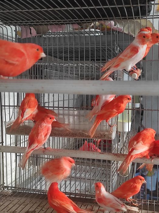 Canários vermelhos intenso e nevados
