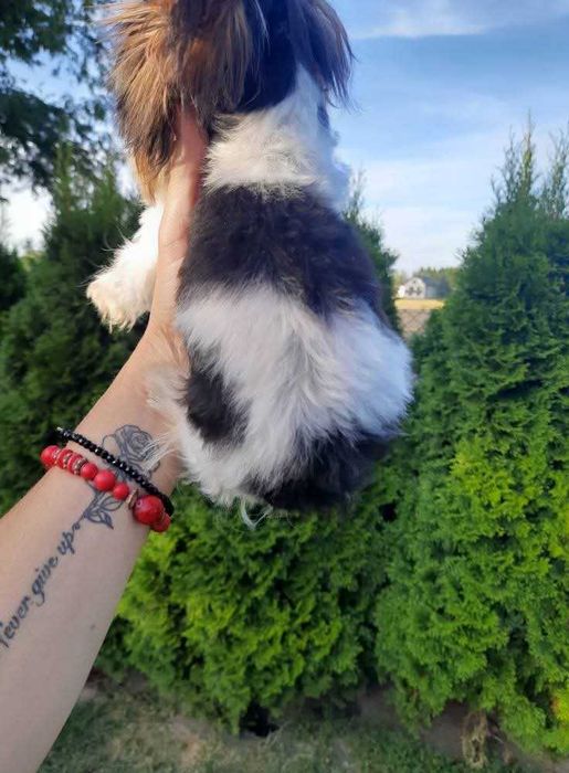 Mini xxs biewer suczka Yorkshire terrier paszport miniaturka