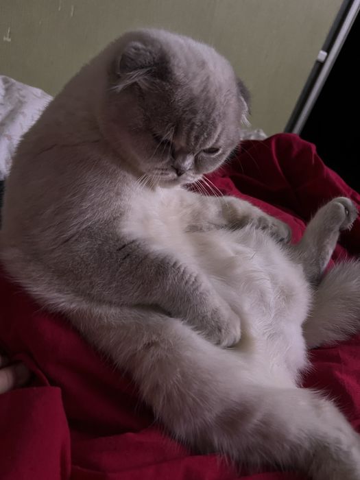 Вязка киця шукає кавалєра