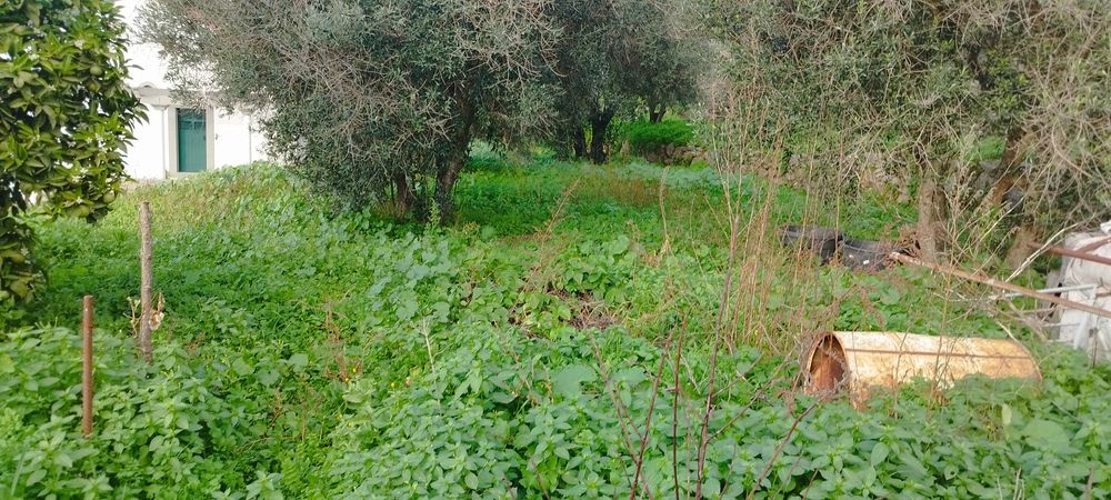 Terreno com casa Monchique