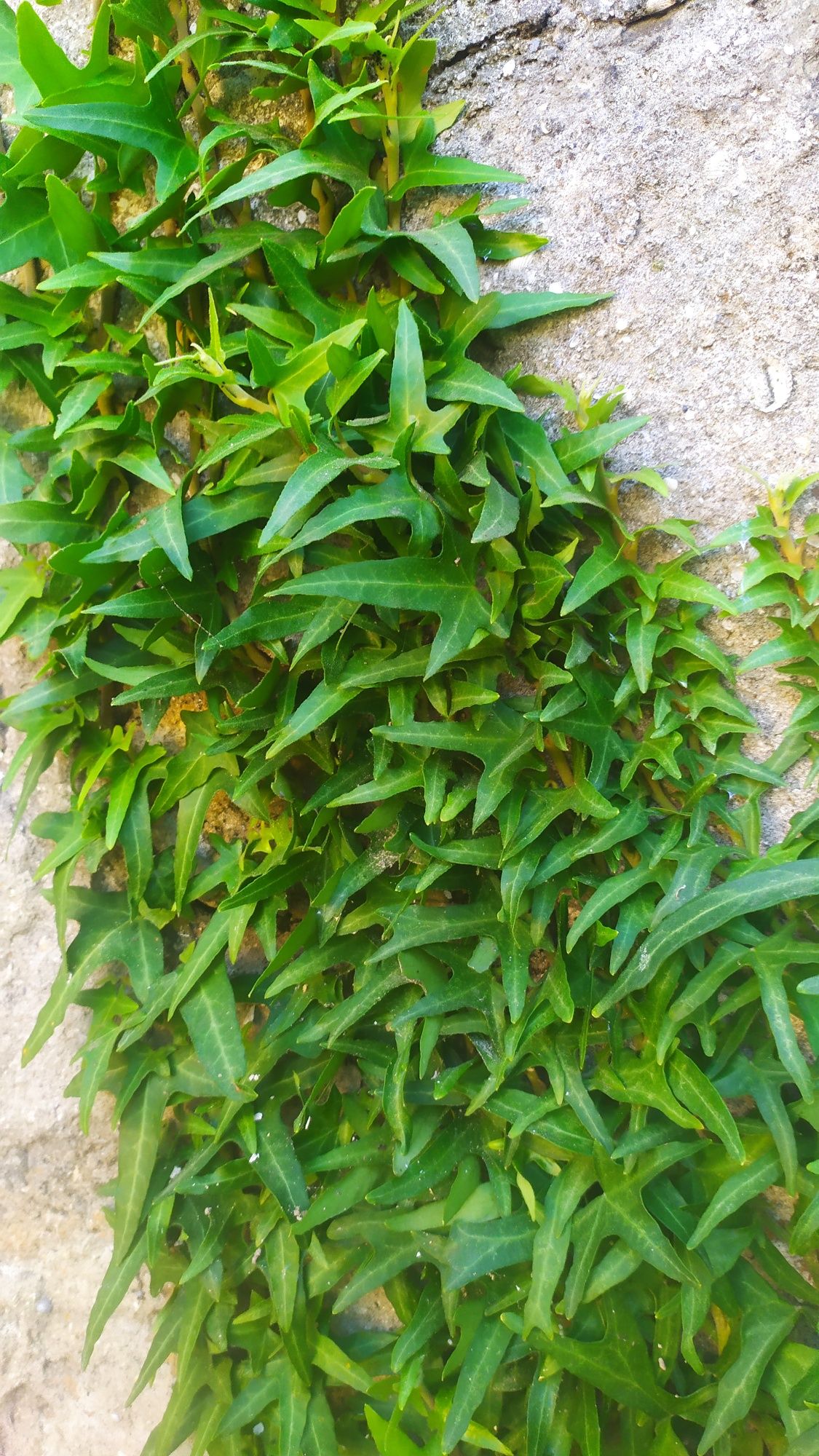 Плющ садовый узколистный Сагитаефолия \ Hedera helix "Sagittaefolia"