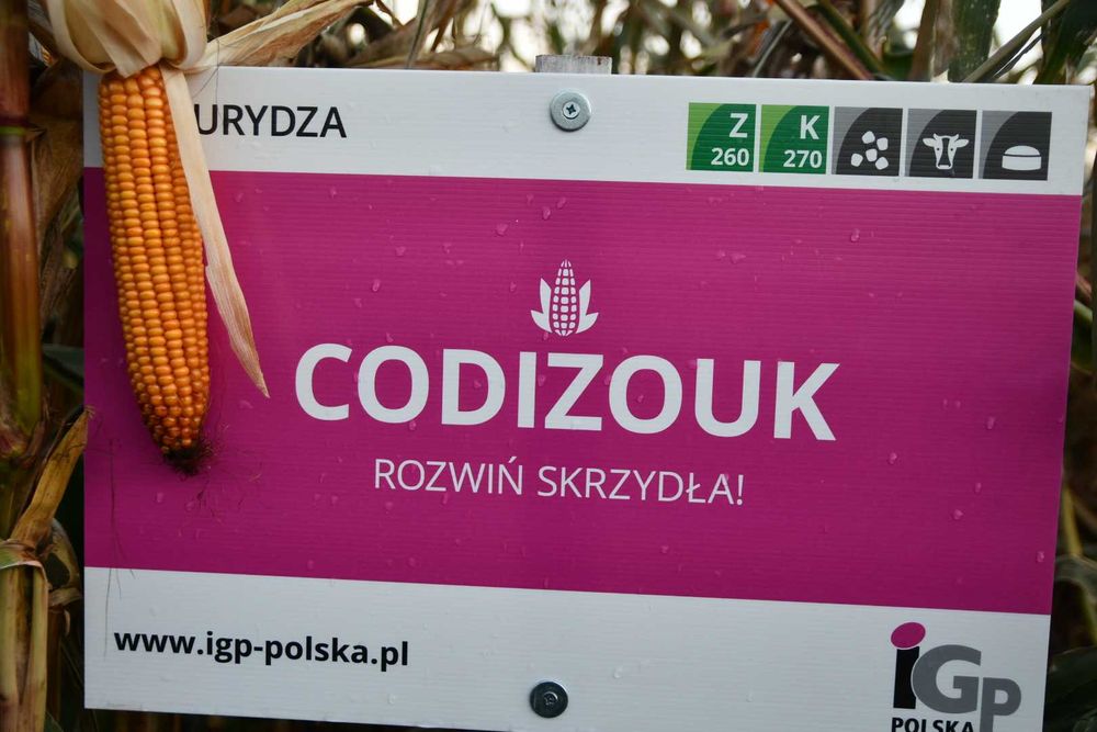 NAJTANIEJ Kukurydza IGP Codizouk nasiona kukurydzy najlepsza kiszonka