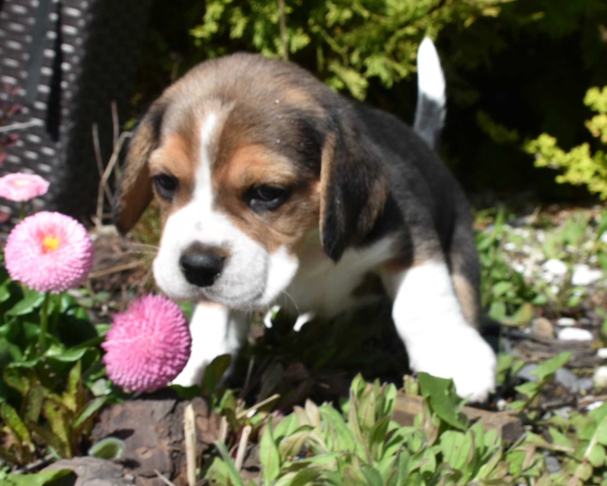 Cudowny szczeniak beagle po championie ZKwP (FCI) gotowy na nowy dom