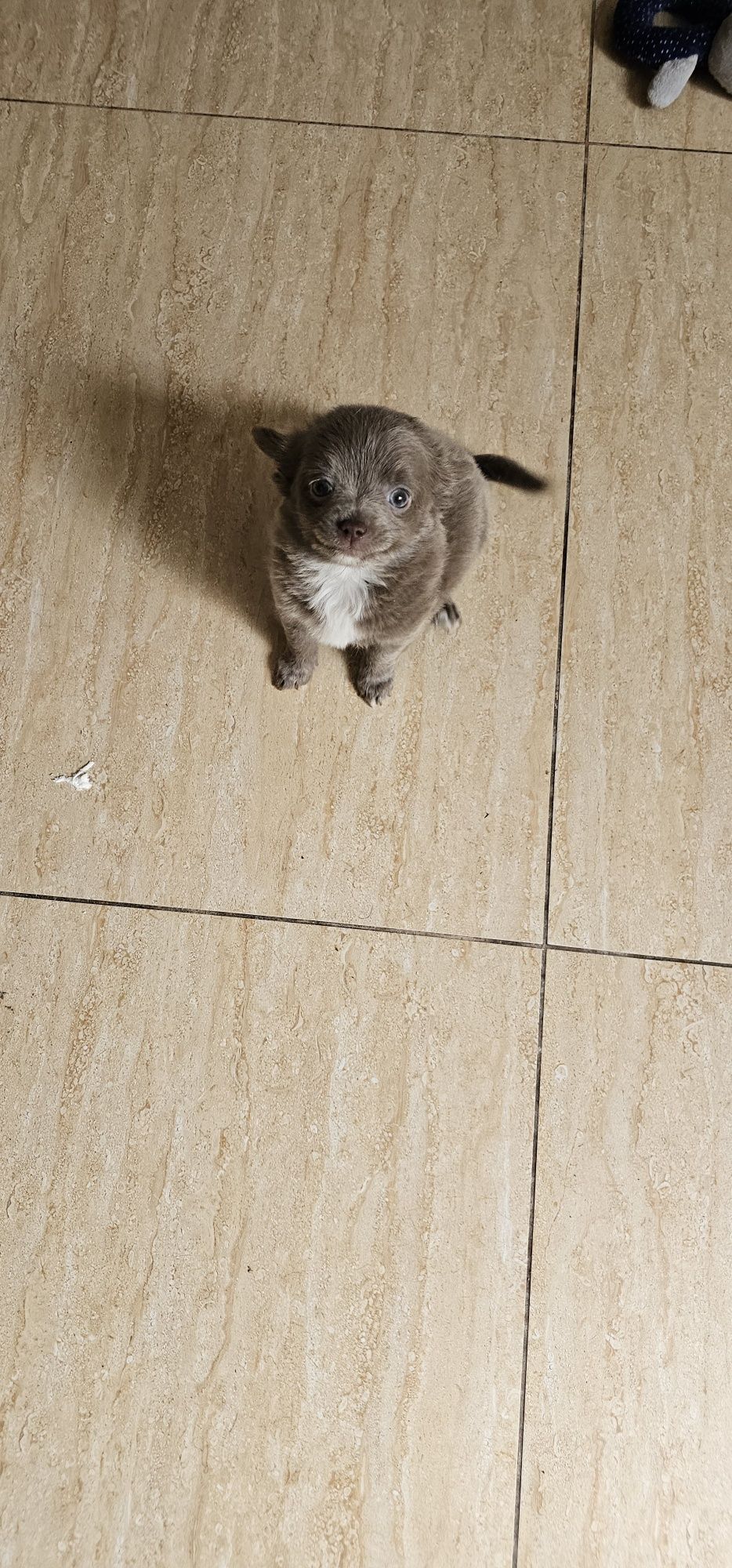 Chihuahua długowłosy błękitny