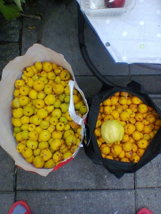 pigwa i pigwowiec owoce zielona gora