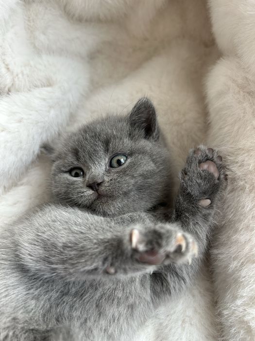 Британська плюшева кішечка. Чистокровна британська кішечка