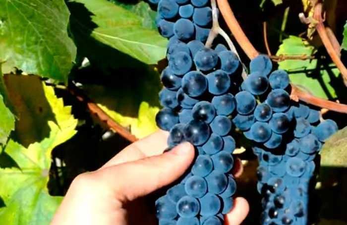 Продам виноград Ізабела та Лідія