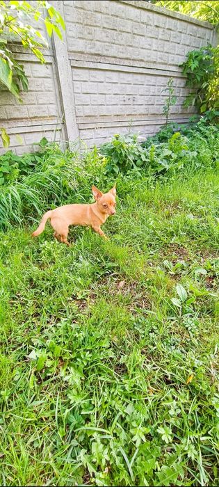 Chihuahua sunieczka