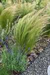 Pony Tails / Stipa Tenuissima – 100 szt. za 5 zł!